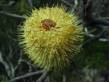 Banksia with Ants.jpg